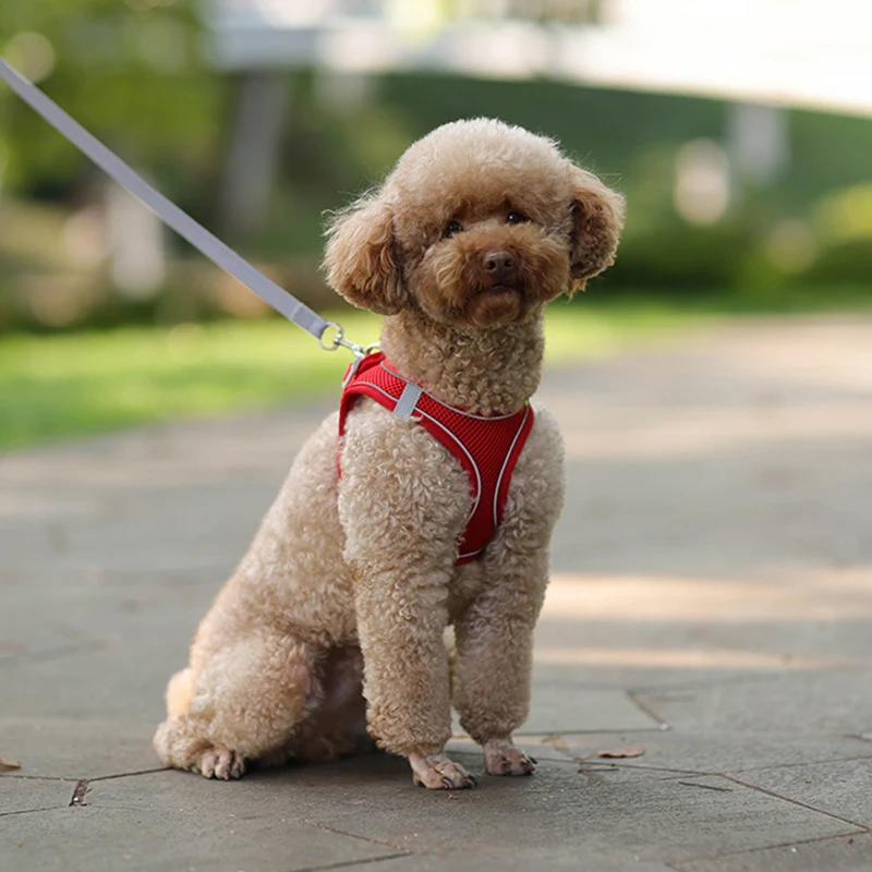 소형견용 조절식 하네스 목줄 세트, 강아지 고양이 하네스 조끼, 프렌치 불독 치와와 퍼그, 야외 산책 리드줄